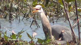 Great Blue Heron Eating Bullhead