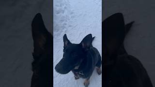 🐾ОВЧАРКА🐾щенок 5 месяцев