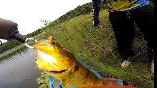 Pescaria de tucunaré estavam manhosos saiu um troféu do meu amigo link do canal dele na descrição 🐟🎣