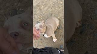 Малявки продолжают познавать мир #питомниксобак #americanbully