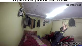 spiders point of view