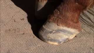 Update on abscesses that lead to injuries