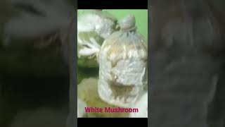 Mushroom homemade From Gazipur