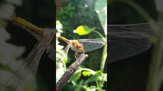 Эти глаза напротив#nature#dragonfly#travel#like