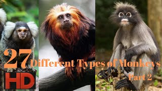 Bandar | 27 Different Types of Monkeys | Bandar ki Prajati | Monkey types - Part 2