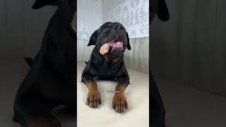 THE CUTE DOG EATING FOOD MOMENT #short #cutedog #dog #tiktokt #funny #moment