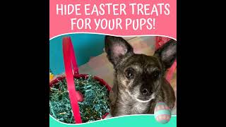 Easter Treat Hunt for our Pups! Try it!