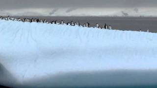 Penguins on Ice - Antarctica