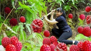 How to Harvest RED Pandanales, goes To Market Sell - Harvesting and Cooking |Tieu Vy Daily Life