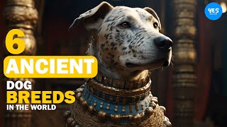 6 Ancient Egyptian Dog Breeds Still Exist | Yes Everything