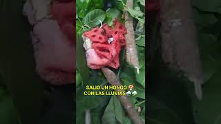 Salió un Hongo 🍄 Rojo con las lluvias que será?