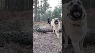 Aslan 🦁  #kangal #bigdog #dogjump #slowmotion #kangal #kangal #kangalköpeği #anadoluçobanköpeği #dog