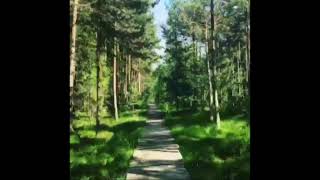 Tinovul mare—Forest song