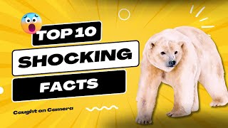 10 Shocking Facts About Polar Bear