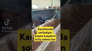 To'liq video Sotiladigan boqma buqalar arzon narxlarda bizning kanalda #boqma #buqalar