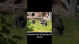 Chimpanze the smarter animal on earth behind humain beings.