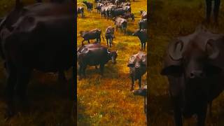 Buffalo Sound #asmr