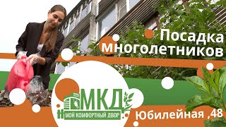 Мой комфортный двор. Посадка многолетников