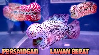 PARAH KWLITAS NYA AJIB SEMUA KELAS CINGHUA C DI KONTES BIBI ORNAMENTAL FISH PIYUNGAN