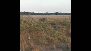 Leopards Are Spectacular Hunters. A leopard Spotted Hunting in Maasai Mara In Kenya