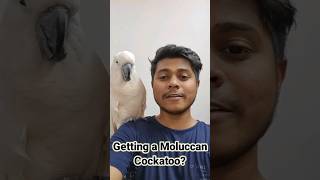 Moluccan Cockatoo Requirements #allaboutpets #shirts #moluccancockatoo