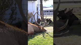 Big Bull Elk Dozing Off to Sleep During the Rut in Estes Park Colorado