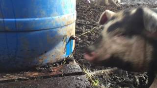 Barrel Pig Waterer