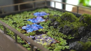 Making a Pond of Flowers