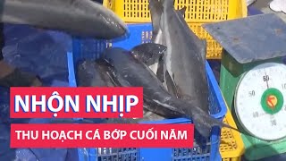 Lồng bè vịnh Vân Phong nhộn nhịp thu hoạch cá bớp cuối năm