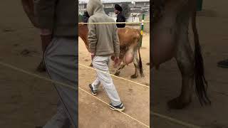 #jersey #breeding #animals #champion  #dfa #animallover #cow #trending #viral #shorts #shortvideo