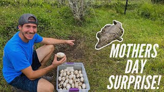 Collecting A Huge Clutch Of Nile Crocodile Eggs!