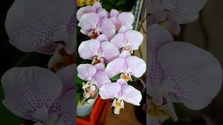 За 2 года из 1,7 до каскада как быстро вырастить орхидею. #shorts  #orchids #орхидея #phalenopsis