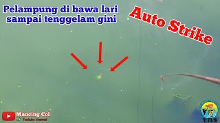 Gimana gak enak mancingnya pelampung dibawa tenggelam gini