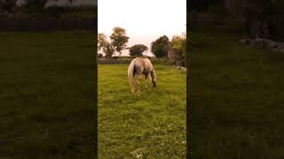 Horse 🐴 #shortsfeed  #shortsfeed #nature #naturesounds #horses