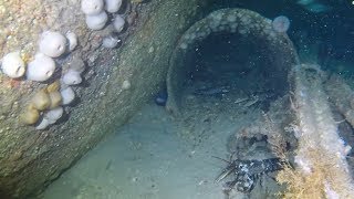 Dive Guernsey - Wreck of the Rouen 14-7-19