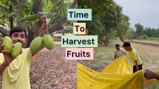 Chalo Fruits Harvest Karte Hain😂🤣