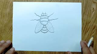 How to draw housefly step by step so easy