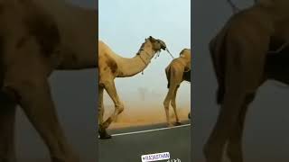 camel Rajasthan