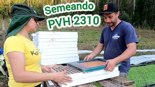 SEMEANDO MAIS UM CANTEIRO DE FUMO/VARIEDADE PVH 2310.