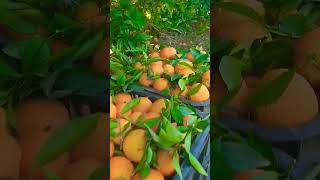 جني اللتشين الحوامض la récolte des agrumes au maroc #agriculture #quran #islam #palistine