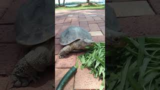 Kusu Island - 11 Sept 24 - 60 years old BoyBoy Tortoise eats kang kong vegetables.