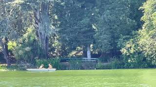 Stow Lake, Golden Gate Park