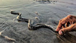 Snake at Mumbai Beach - Bandra Versova Sea link