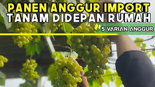 SAATNYA PANEN ANGGUR DEPAN RUMAH Dapet satu BakuL !!