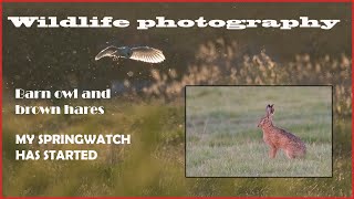 Barn Owl and Brown Hare Photography-My springwatch begins.