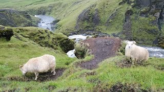 Lava, Sheep, & Street Art: Last Day in Iceland