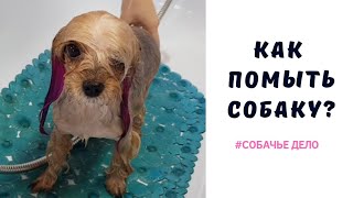 Как купать собаку? Покажу на примере йоркширского терьера.