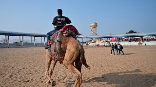 ऊंट का वीडियो | unt or oont ka video | Camel Running and Walking in Desert City of Rajasthan Pushkar