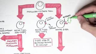 Immunology - Adaptive Immune System