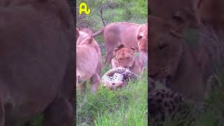 Leopard killed by a dozen lions